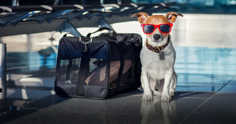 Traveling With Your Pet in 2026: What You Actually Need to Know